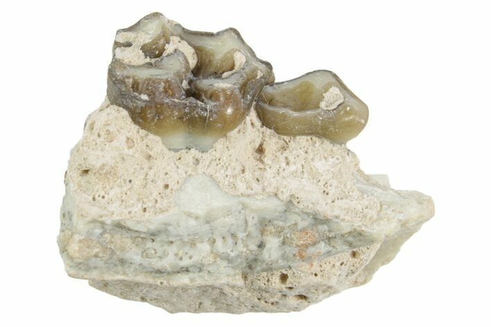Fossil Horse (Mesohippus) Jaw Section - South Dakota #365221